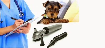 Przychodnia Weterynaryjna M. Kotowicz W.Kotowicz Weterynarz Lublin - Chirurgia Ortopedia Onkologia Szczepienia Profilaktyka