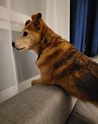 Świat czterech łap-Katarzyna Antoniak | Behawiorysta kotów | Opieka dochodząca nad kotami